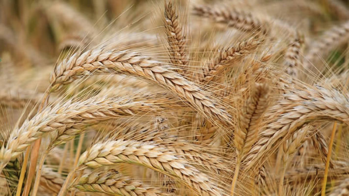 Wheat